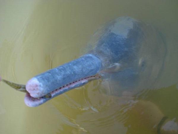 Upes delfīnsnbspnbspInia... Autors: mousetrap Dzīvnieki, kurus atklāja 2014.gadā