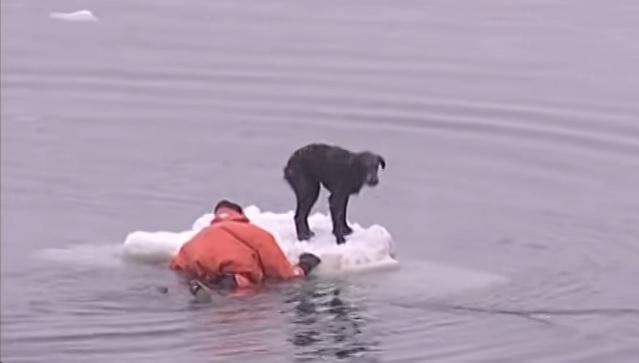 Krievu jūrnieki izglābj suni... Autors: 3FckingUnicorns Veiksme? Drosme? Ticība?
