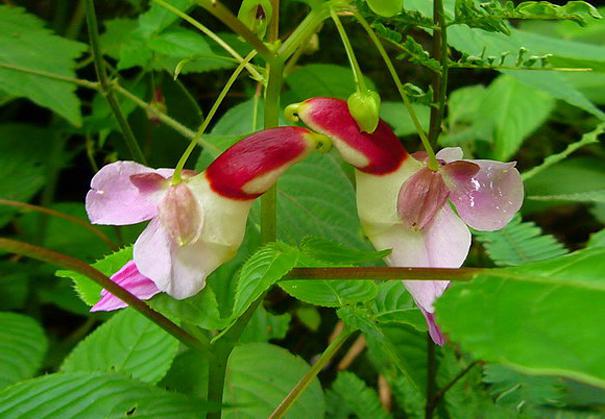 Papagaiļi Impatiens psittacina Autors: mousetrap Interesanti ziedi