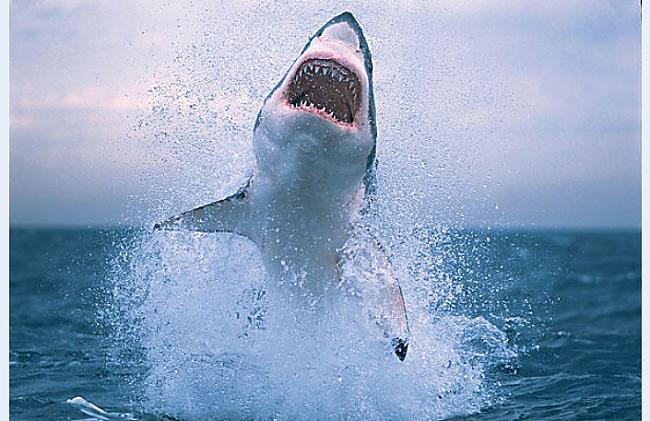 Autors: Fosilija Savvaļas dzīve !!! Lielā Baltā Haizivs !!! #2