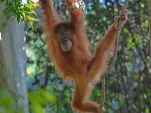  Orangutāni izrāda agresiju ar... Autors: Cepuminsh002 Dažādi Fakti