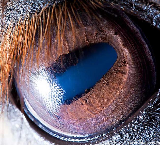 Zirga acs Autors: Tourist Unikālās acis
