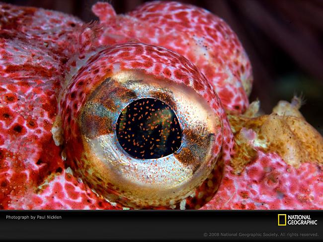 Astoņkāja ačtele Autors: Tourist Unikālās acis