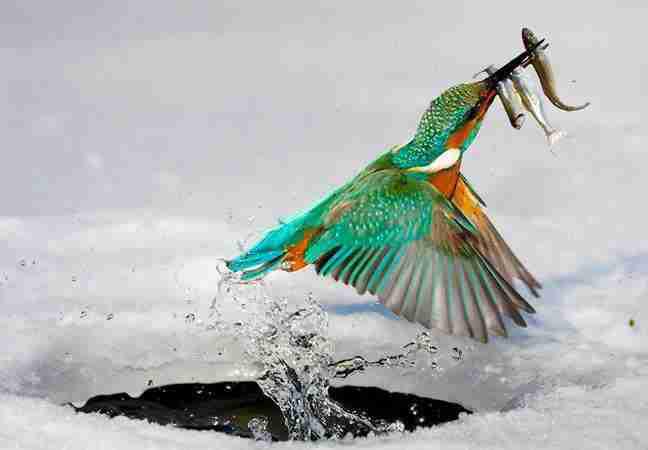  Autors: Guru25 Brīnišķīgā dabas daudzveidība: Kukaiņi un putni.