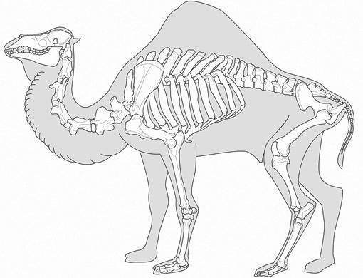 Kamielim mugurkauls ir taisns Autors: Fosilija Pilnīgi bezjēdzīgi, tomēr satriecoši interesanti fakti.