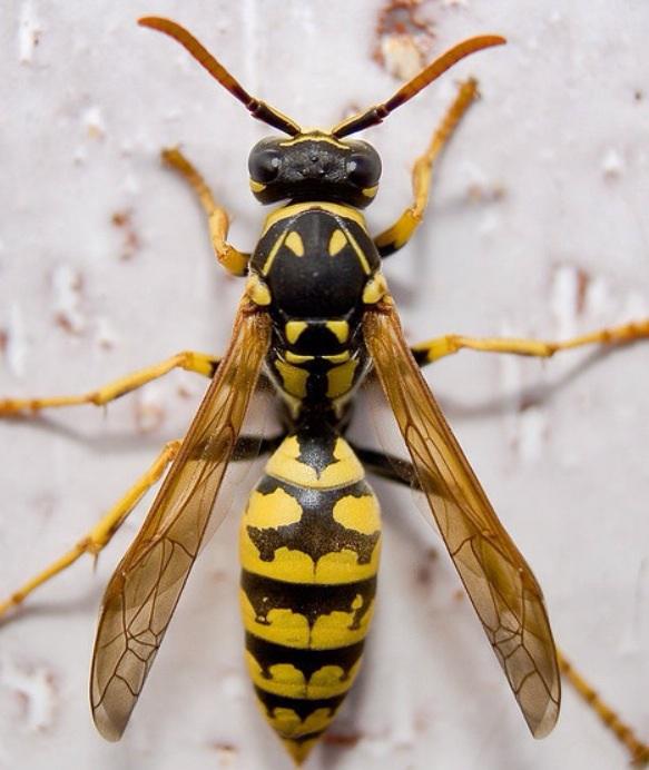 Insekti ir nogalinājuši vairāk... Autors: Melnzeme Nedzirdēti fakti