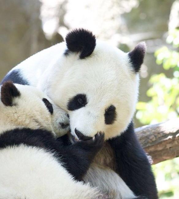 Tiko piedzimusi panda sver... Autors: Melnzeme Nedzirdēti fakti