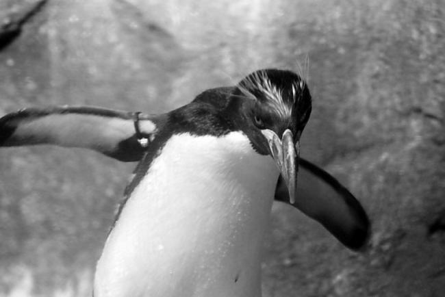 Rīgas Zoo pingvīni Autors: Neticamaiss 40 vietas un lietas Rīgā, kuru vairs nav