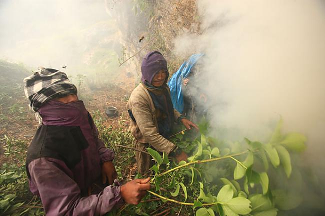 nbsp nbsp Pirmā lieta ar ko... Autors: Mao Meow Medus mednieki Nepālā- Jeb medus vākšana pēc sentēvu metodēm.