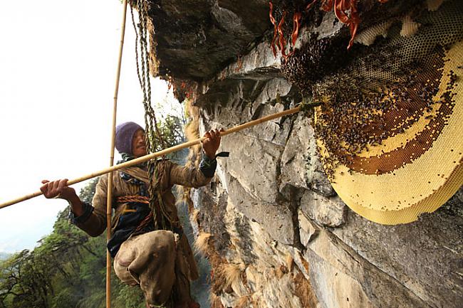 nbsp nbspAr zāģi tiek nozāģēti... Autors: Mao Meow Medus mednieki Nepālā- Jeb medus vākšana pēc sentēvu metodēm.