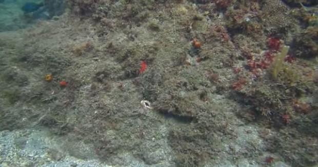  Autors: Fosilija Ūdens kamera, kas ievēroja astoņkāji, kas prasmīgi ir noslēpies