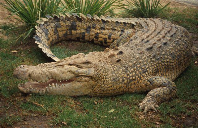 Krokodili lai varētu dziļāk... Autors: elizapritkovainboxlv 10 Fakti