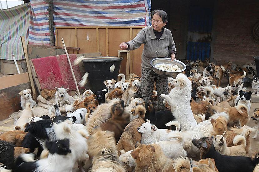 Katru rītu 60 gadīgās... Autors: marijaku Šīs vecās ķīniešu sievietes katru dienu ceļas 4 lai pabarotu 1300 pamestu suņu