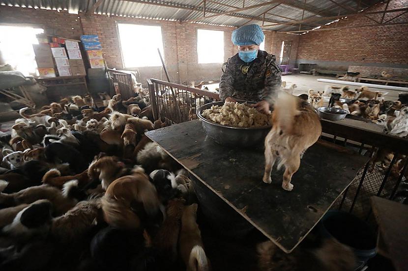Suņi ir kā bērni kurus nevar... Autors: marijaku Šīs vecās ķīniešu sievietes katru dienu ceļas 4 lai pabarotu 1300 pamestu suņu