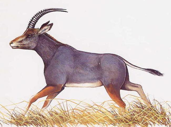 2 Zilā antilopeZilā antilope... Autors: Fosilija Izmirušie dzīvnieki