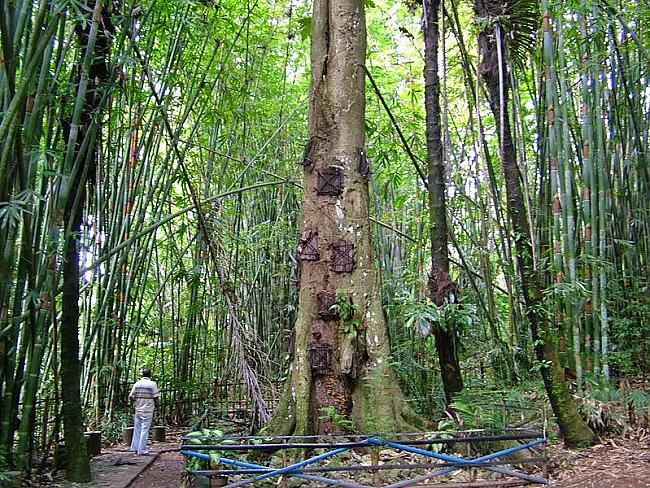 Bērnu kapi koka stumbros Autors: Fosilija Apbedīšanas rituāli Tana Toraja ciematā