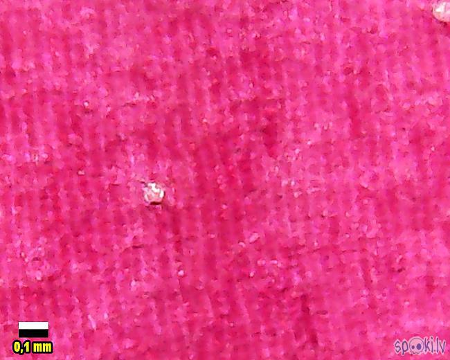 Tulpes ziedlapiņa Man... Autors: Moonwalker Ikdienas priekšmeti manā mikroskopā 4. daļa