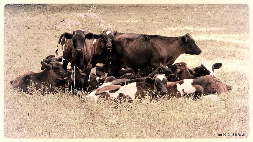 12 vai vairāk govju tiek... Autors: kriska14 10 Interesanti fakti #2