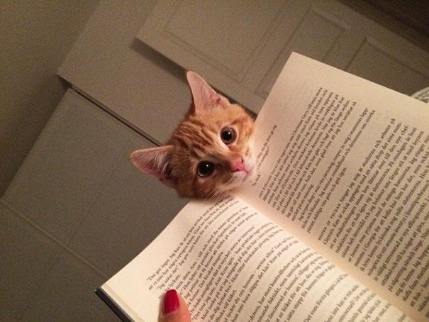  Autors: bombongs Kaķi, kas uzskata ka viņiem pievērš par maz uzmanības.