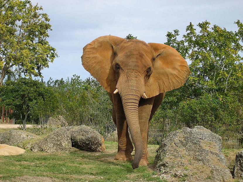 Arī ziloņi katru gadu nogalina... Autors: bombongs Bīstamākie radījumi pasaulē.