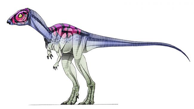 Micropachycephalosaurus ir... Autors: Kapteinis Cerība Fakti par Dinozauriem 1. daļa.