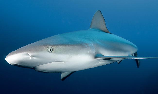 Pelēkā rifa haizivs ir... Autors: Kapteinis Cerība Interesanti Fakti Par HAIZIVĪM