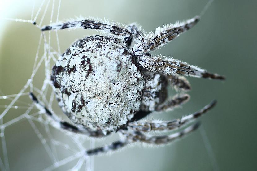 quotDrawin bark spiderquot ... Autors: Kapteinis Cerība Interesanti Fakti Par ZIRNEKĻIEM 2.daļa.