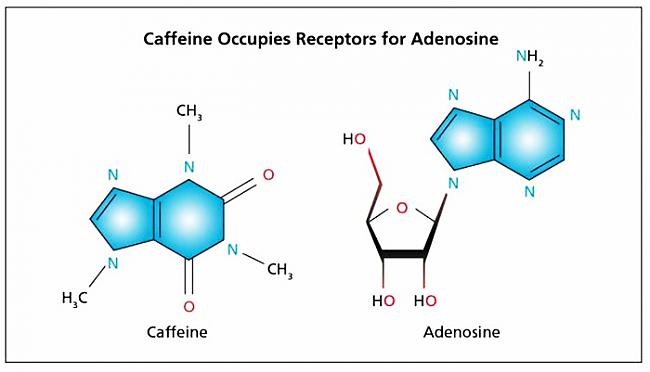 Dopamīna līmeņa... Autors: Prāta Darbnīca Kā darbojas kafija?