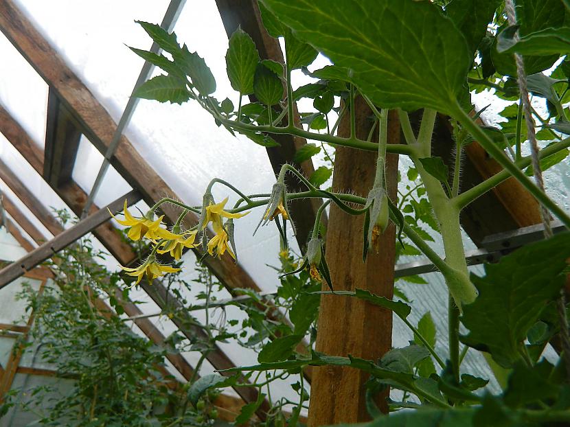 Tomātu ziediņi un augļu... Autors: Werkis2 Piķēju (Pārstādu) tomātu stādiņus.