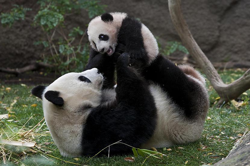 Savvaļā milzu pandas spēj... Autors: Kapteinis Cerība Interesanti Fakti Par MILZU PANDĀM
