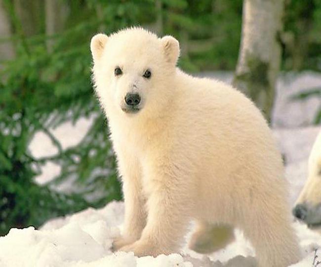 Baltais lācisLielākais... Autors: Fosilija Bīstamākie no bīstamakājiem dzīvniekiem
