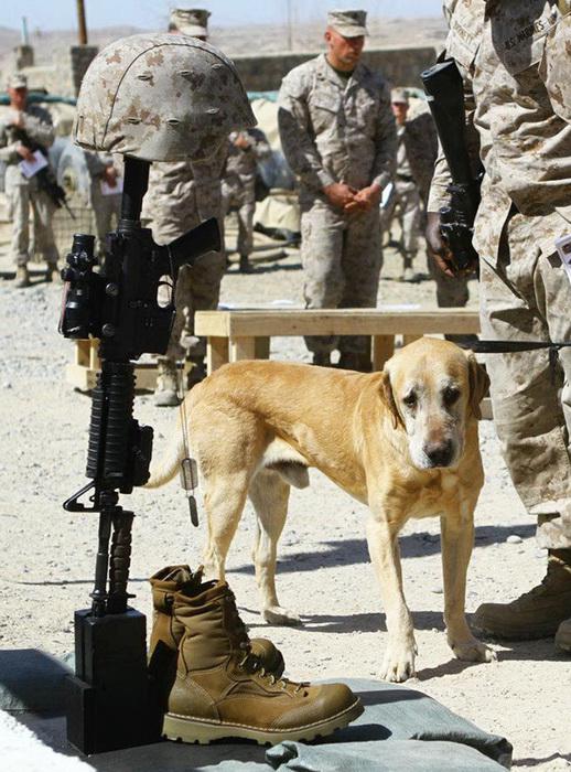 Karavīra suns stāvot pie sava... Autors: Lords Lanselots Sirdi plosošas bildes!!