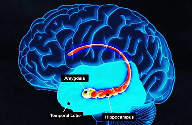 Amigdala ir mandeļveidīgs... Autors: Prāta Darbnīca Kā pilnībā atbrīvoties no bailēm?