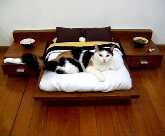 Guļamistaba kaķiem  kāpēc... Autors: Lords Lanselots Stulbākie cilvēku izgudrojumi dzīvniekiem!