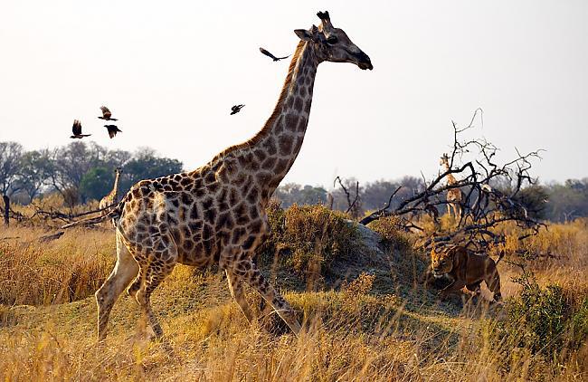Žirafes kājas ir bieži vien... Autors: PartyFreak2013 20 Aizraujoši fakti #2
