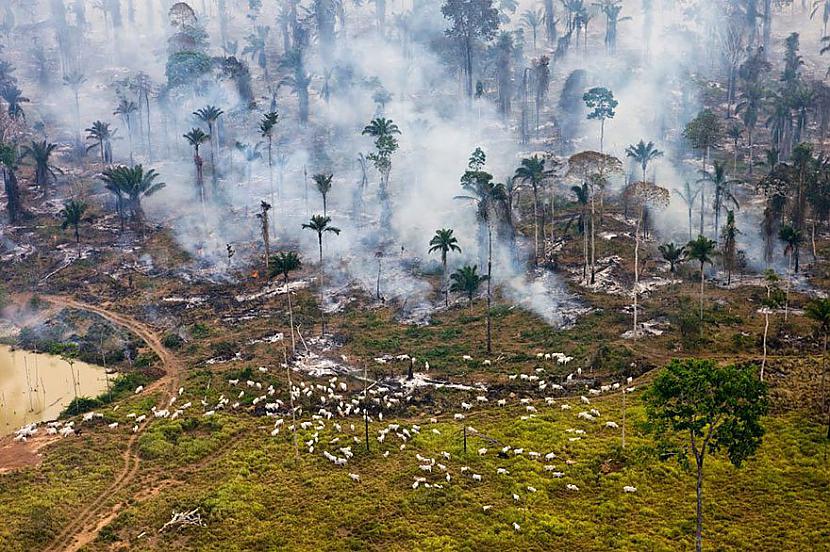 Amazones lietusmežu... Autors: Kapteinis Cerība Cilvēki lēnām iznīcina Zemi.