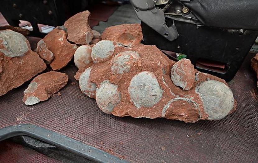 Mēdiji ziņo ka tika atrastas... Autors: Kapteinis Cerība Ķīnā atklātas 43 dinozauru olas