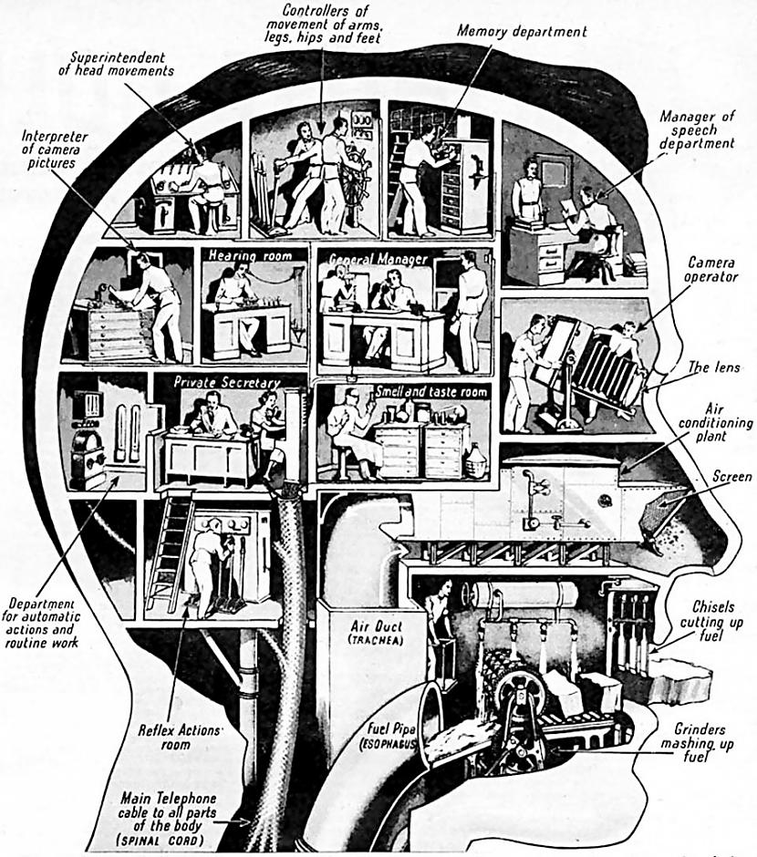 Vīriescaroniem smadzenes ir... Autors: bombongs 10 Fakti par vīriešiem