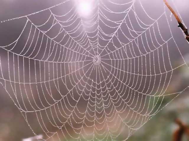 Ironiskā kārtā zinātniekiem... Autors: Kapteinis Cerība Zinātnieki ar mutācijas palīdzību palīdz zirneklim izveidot spēcīgāko tīklu