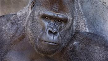GorillaNeskatoties uz... Autors: bu4muliite Pasaules apdraudētie dzīvnieki. #2