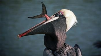 Brūnais pelikānsScaronie... Autors: bu4muliite Pasaules apdraudētie dzīvnieki. #2