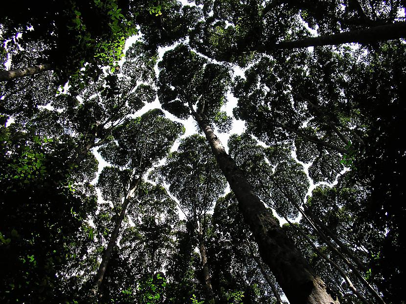 Agrāk scaronie lietusmeži... Autors: Fosilija Daba tropiskajos lietusmežos.