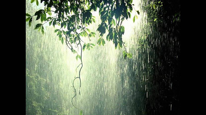 Lietus Autors: Fosilija Daba tropiskajos lietusmežos.