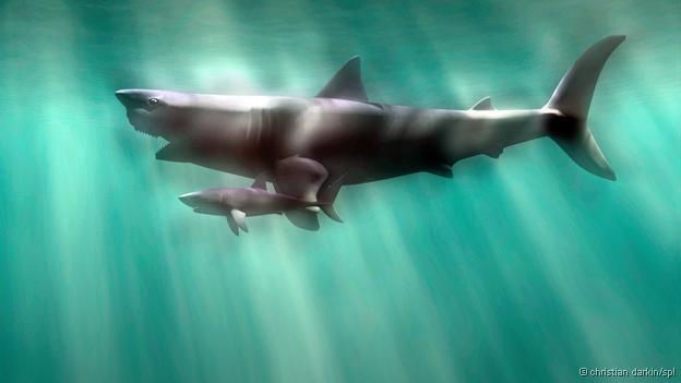 Megalodon sharks Scaronīs... Autors: RABfucus Izzuduši milzeņi. #2