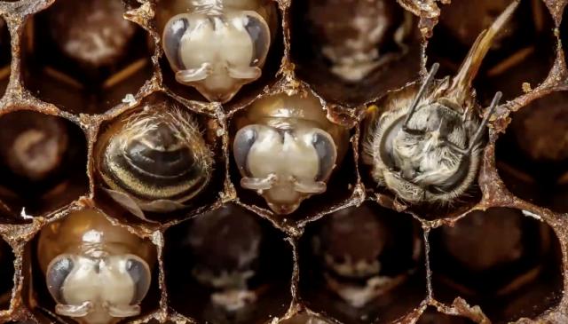  Autors: LordsX 21 diena bišu dzīvē  – 60 sekundēs