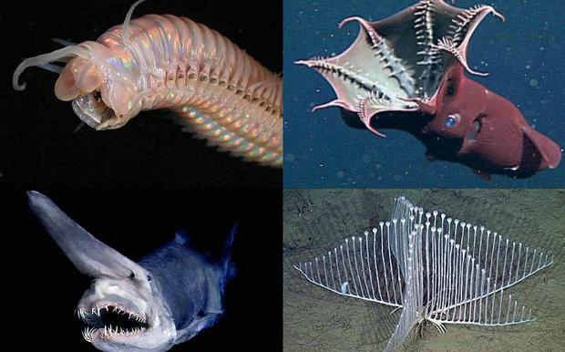 Titulbilde Autors: beatitudinem Top 10: Neredzētas būtnes, kas dzīvo okeāna ūdeņu dzelmē.