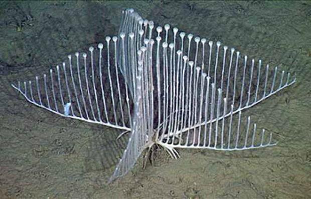 8 Carnivorous CoralnbspDaudzi... Autors: beatitudinem Top 10: Neredzētas būtnes, kas dzīvo okeāna ūdeņu dzelmē.