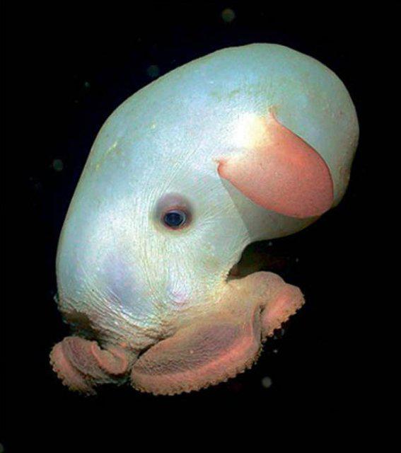 4 Dumbo OctopusnbspPirmoreiz... Autors: beatitudinem Top 10: Neredzētas būtnes, kas dzīvo okeāna ūdeņu dzelmē.