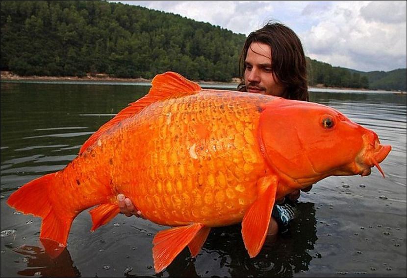 15 kilogramīga zelta zivtiņa... Autors: Kolch 15 fotogrāfijas kuru patiesumam grūti noticēt.