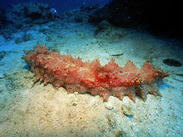 Jūras gurķisnbspir dzīvnieks... Autors: beatitudinem Būtnes, kas dzīvo okeāna dzīlēs